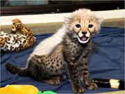 Cheetah, cougar and serval kittens available for sale